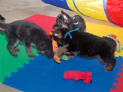 Black checking out Blue's toy while White watches.