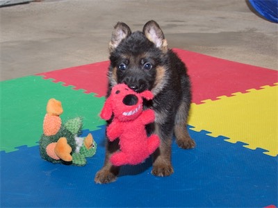 Red carrying the stuffed dog toy.