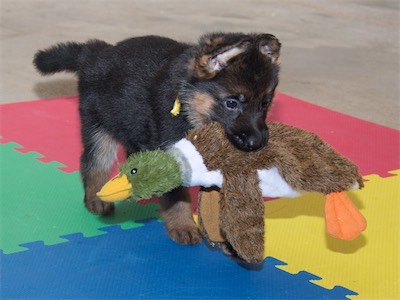 Yellow carrying ths stuffed duck.