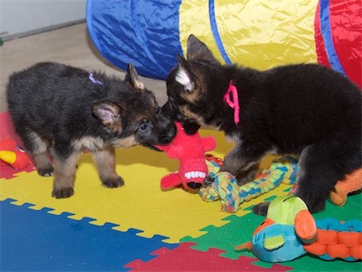 Purple and Pink playing with the stuffed dog.