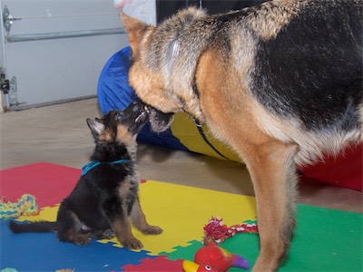 Blue looking up at mom Kona.