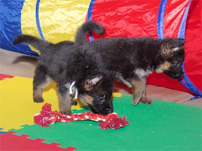 White checking out the rope tug, while Black sees something else interesting.