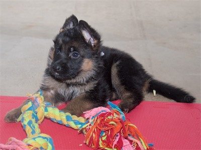 White playing with a tug.