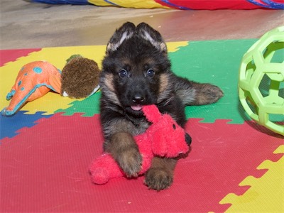 Black with the stuffed dog toy.