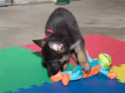 Pink checking out a chew toy.