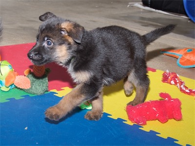 Green following the other puppies.