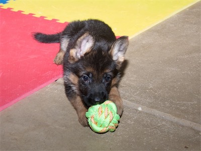 Pink chewing on a rope ball.