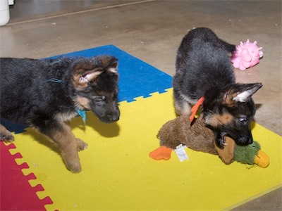 Blue watching Orange with the stuffed toy.