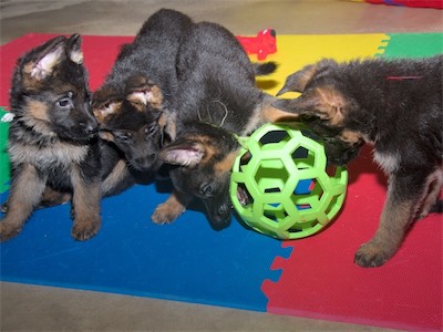 White, Blue and Red watching Green play with the large web ball.