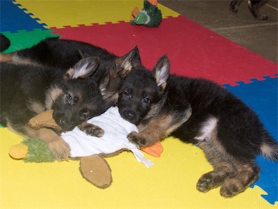 Black, Yellow and Red sharing the toy.