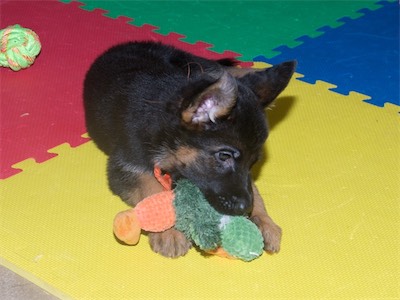 Orange with a stuffed toy.