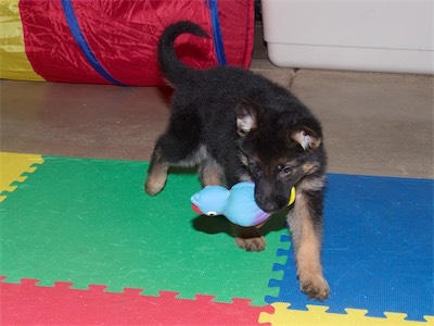 Black carrying the squeeky parrot.