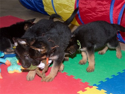 Black and Orange with the duck (this litter's favorite toy)