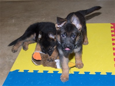 Green alongside Black who is chewing on a toy.