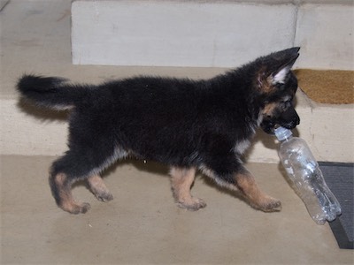 Black carrying a water bottle.