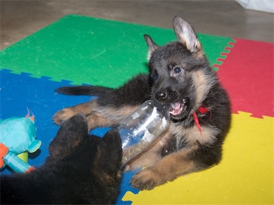 Red chewing on the water bottle.