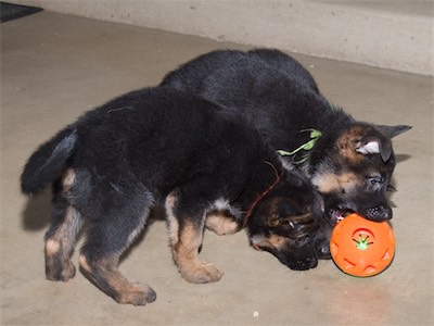 Green picking up the treat ball with Orange and Black trying to get it too. You can barely make out Black's nose under Green.