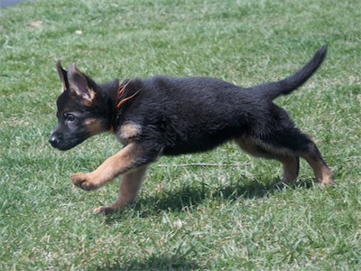 Orange streched out in mid-stride.