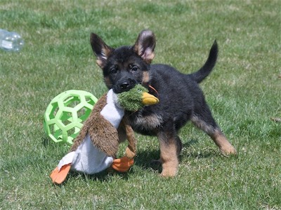 Orange carrying the water bottle duck.