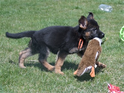 Orange carrying the water bottle duck.