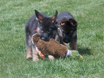 Green is intrigued by the duck Red has.