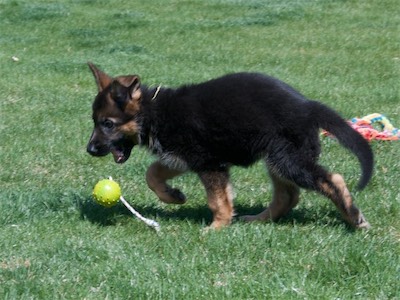 Yellow chasing the ball.