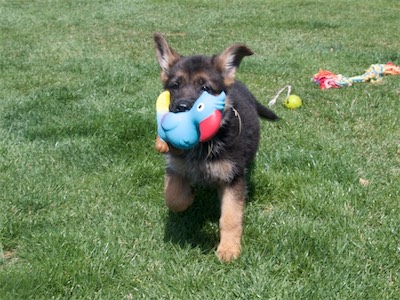 Yellow carrying the squeaky parrot.