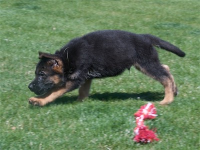 Green in mid-stride.