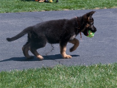 Orange carrying the rope ball.