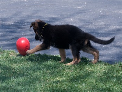 Yellow playing with a plastic egg.