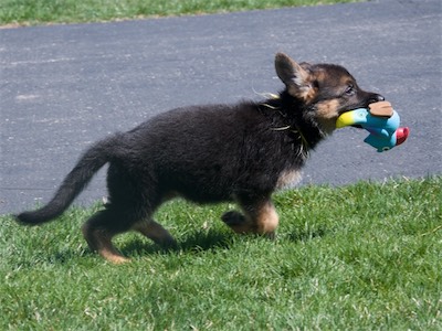 Yelow with the squeaky parrot again.