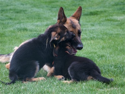 Yellow and Orange playing with their mom Kona.