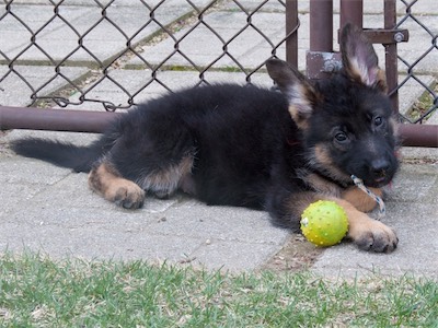 Red chewing on the rope attached to the ball.