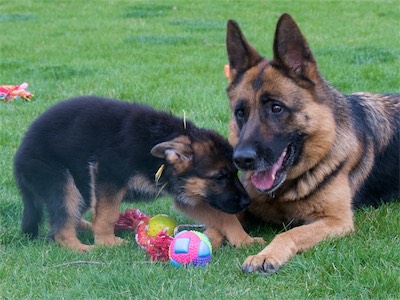 Yellow playing with Kona.