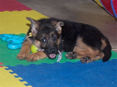 Yellow chewing on the rope from the ball tug.