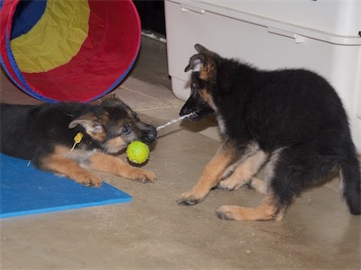 Yellow and Red playing tug with the ball tug.