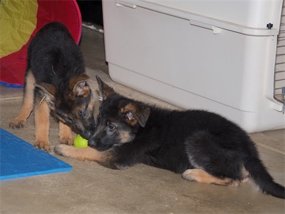 Yellow and Red playing tug with the ball tug.