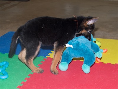 Orange with her new toy before heading to her new home.