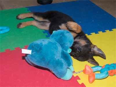 Orange with her new toy before heading to her new home.