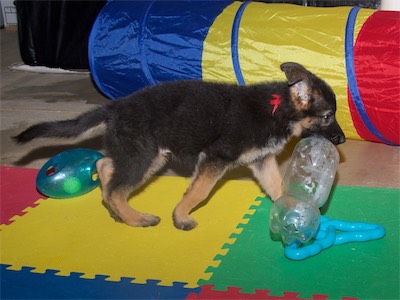 Red carrying an empty plastic bottle.