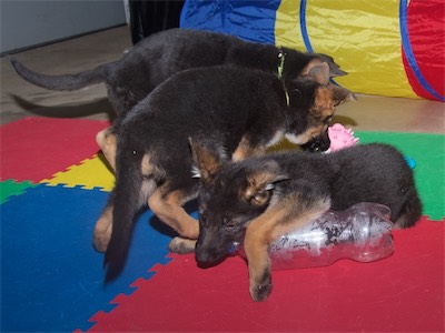 Red chewing on the bottle.