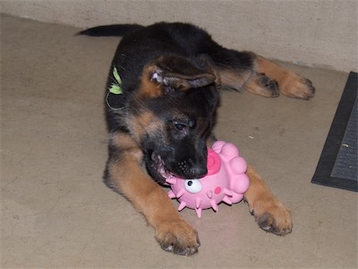 Green with a squeaky toy.