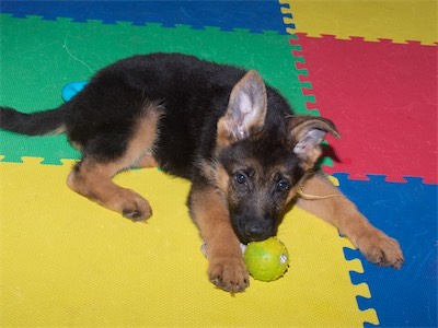 Yellow with the ball tug.