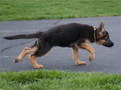 Yellow in a slow gait.