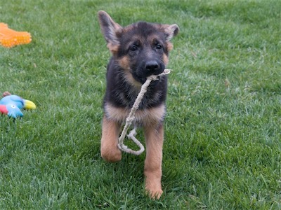 Green carrying a rope.