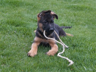 Green laying with the rope.