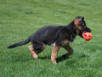 Green carrying a ball.