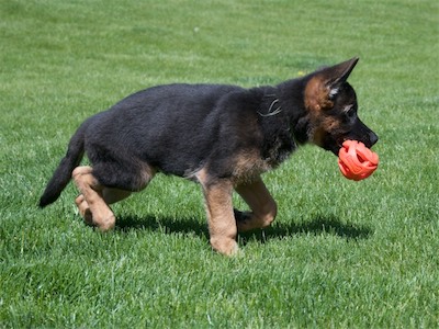 Green carrying a ball.