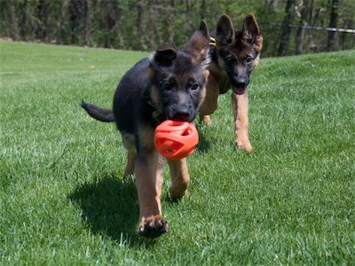 Green carrying a ball and chased by Yellow.