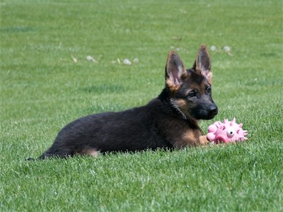 Yellow laying in the grass with a squeaky toy.